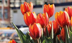 LOS TULIPANES: LA FLOR TÍPICA DE ÁMSTERDAM