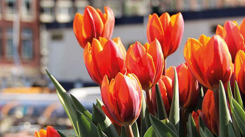 MAYORAL EN AMSTERDAM