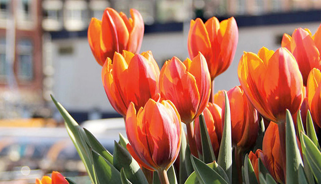 Mayoral desfila en televisión